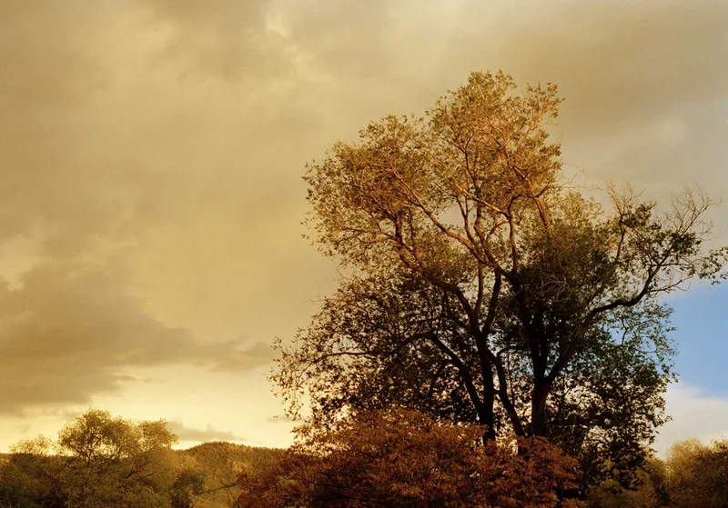 Taos, Oak Tree — golden-hour photograph of a large tree silhouetted against amber clouds in the high desert near Taos, New Mexico. Medium format film by Alex Hoerner.